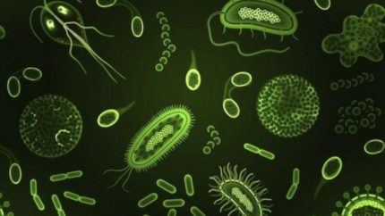 7. Investigating a Bacterium's Journey across Host Species